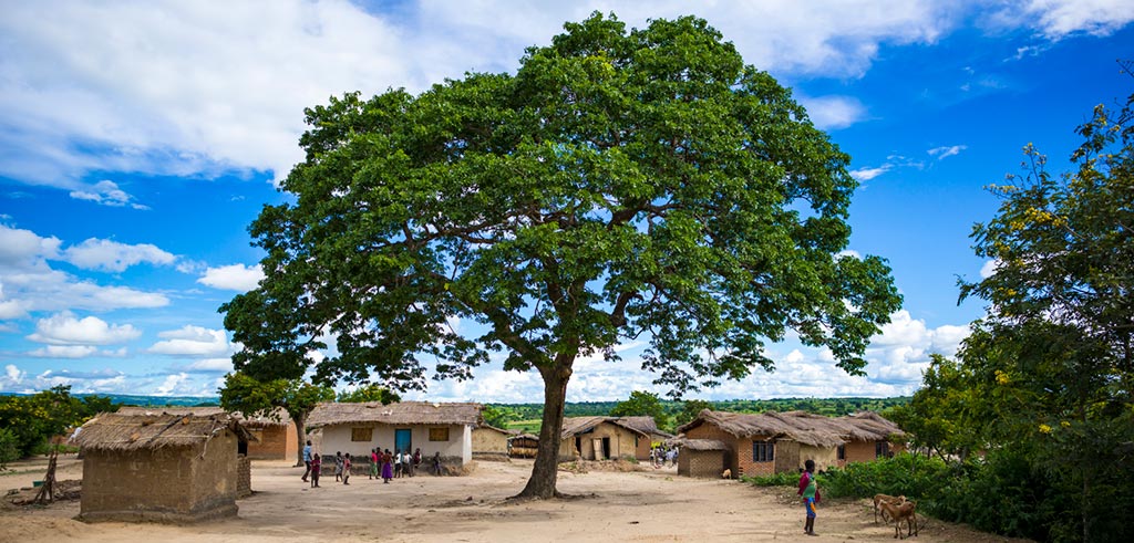 Versammlungsbaum in Kaphatika Malawi