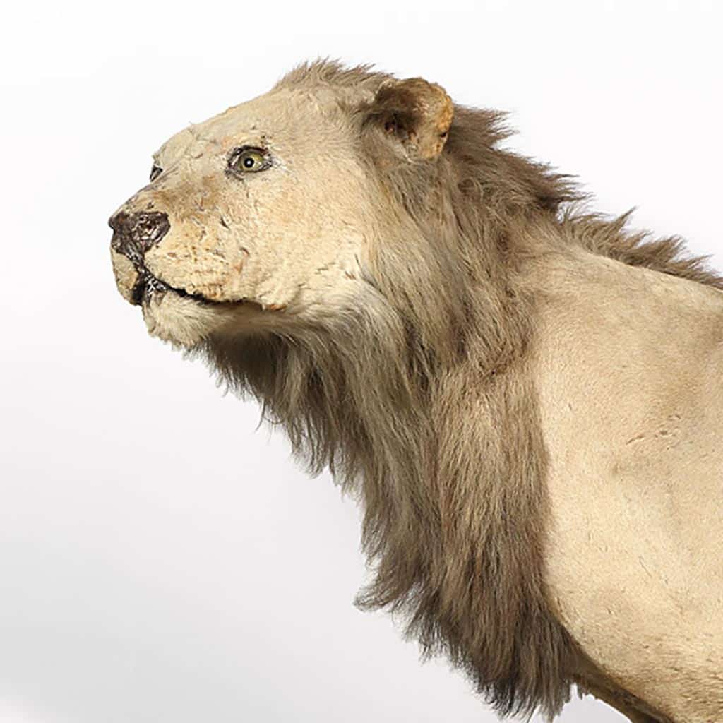 Limburger Löwe aus dem Missionsmuseum der Pallottiner