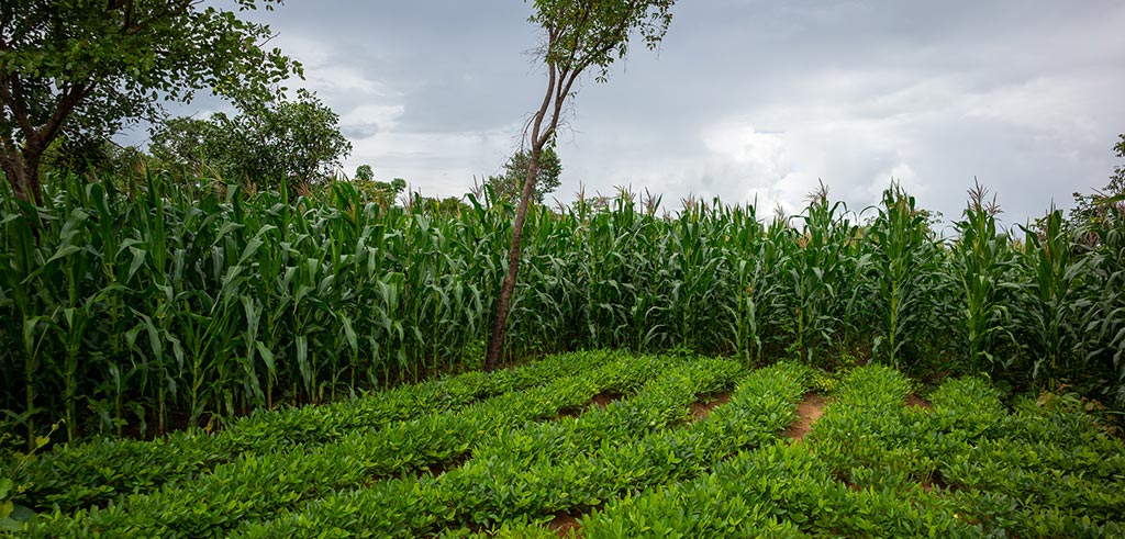 Die Regenzeit in Malawi bringt sattes Grün hervor