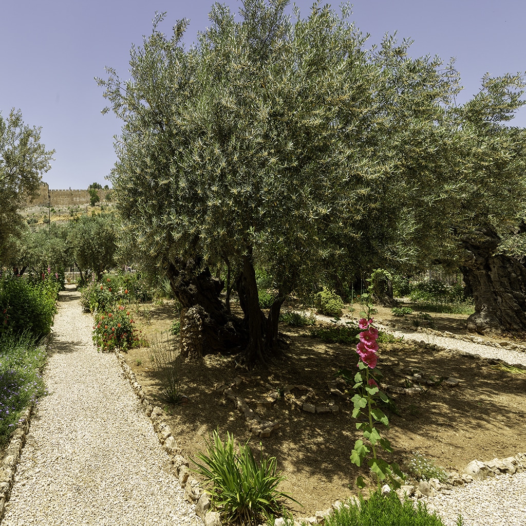 Ein Garten ist nicht immer ein Ort des Lebens und der Freude. Jesus selbst hat in so einem Garten gebetet: Der Garten Getsemani ist seither Inbegriff des Gebets in der Angst.