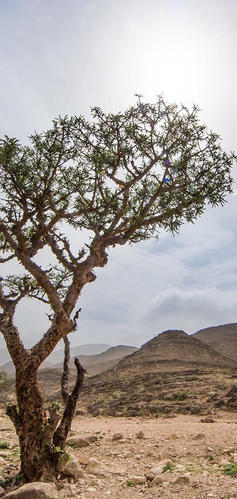 Weihrauchbaum in Oman