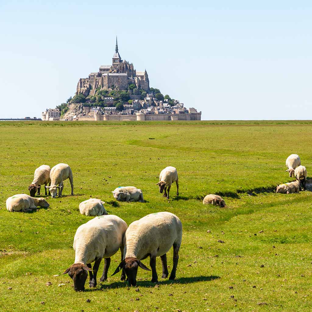 A flock of sheep grazing on the salt marshes close to the Mont Saint-Michel tidal island, situated on the limit between Normandy and Brittany in France, under a summer blue sky