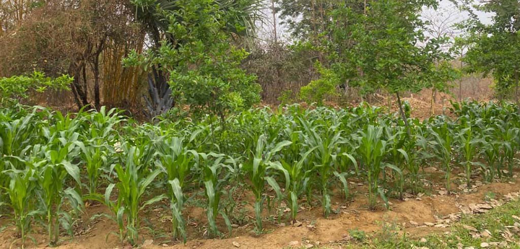 Viele Familien bauen zur Selbstversorgung auf jeder noch so kleinen Fläche rund um Ihre Behausungen Mais an VERSORGUNG STATT VERZWEIFLUNG