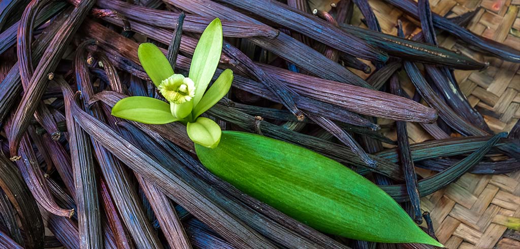 Bourbon-Vanilleschoten und Vanilleblüte