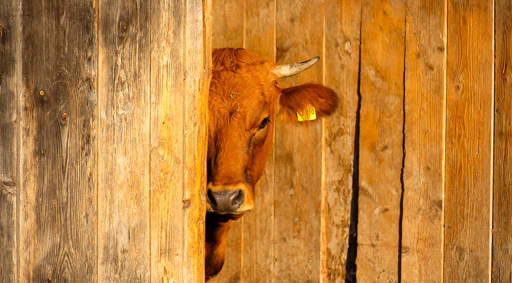 das zeichen 2026 – Tiere: Editorial das zeichen 2026 – Tiere: Editorial