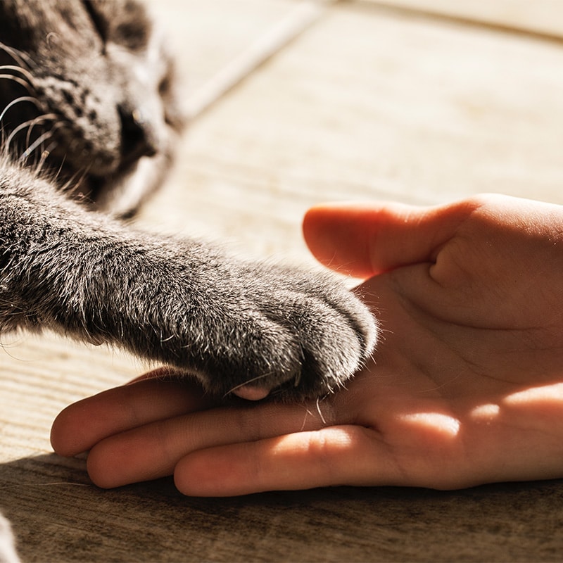 das zeichen 2026 – Tiere: Tiere und Schöpfung