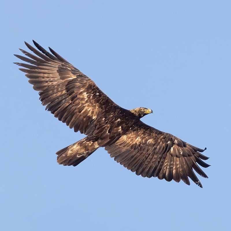 das zeichen 2026 – Tiere: Adler und Taube